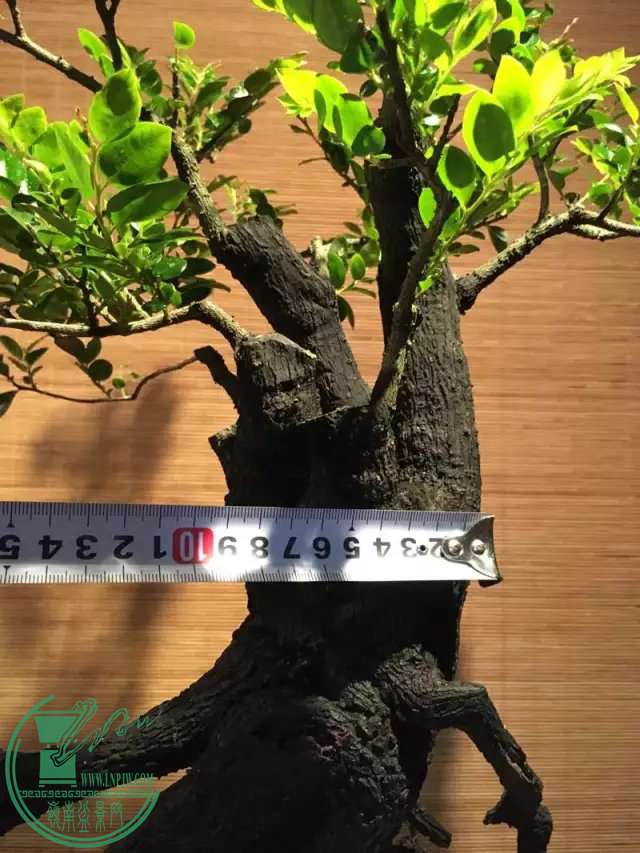 黑骨茶独特魅力探索，最新图片欣赏与深度解读