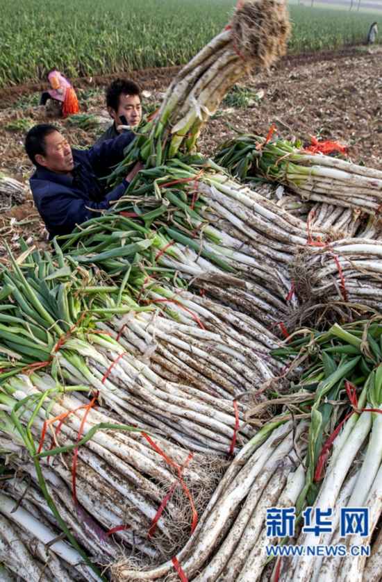 河南大葱价格动态，最新消息与市场影响因素分析