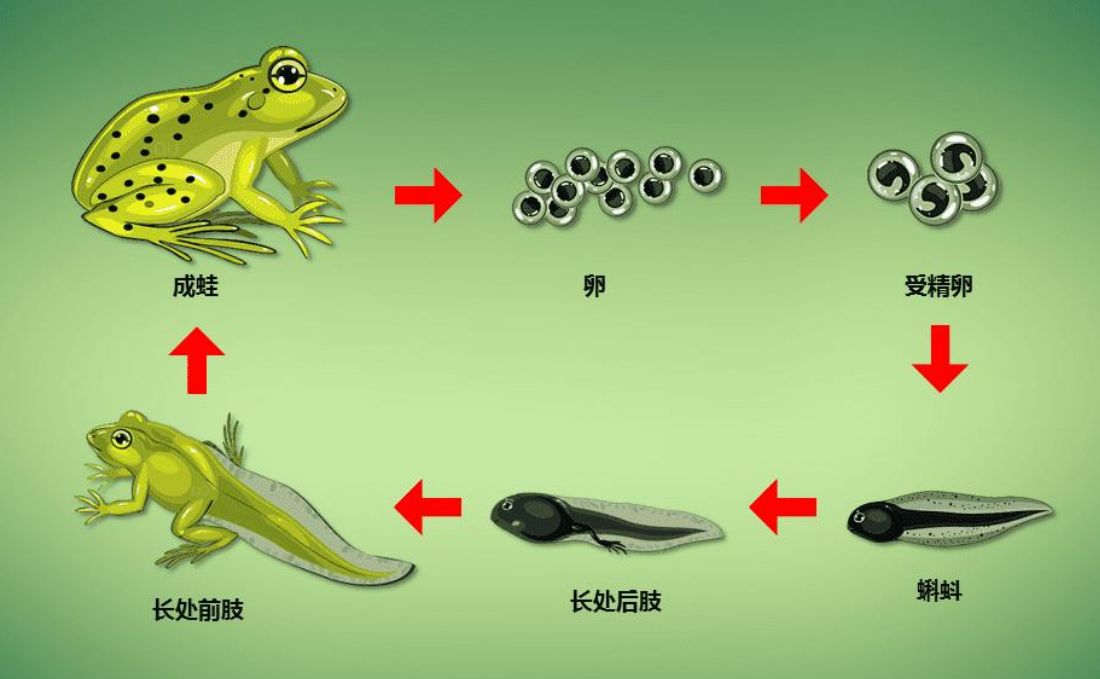 九色91POPNY 蝌蚪新疆,准确资料解释落实_游戏版256.183